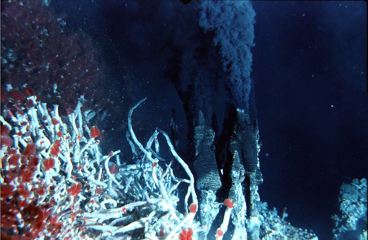 Hydrothermal best sale vent ecosystem